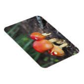 Amanita Magnet (Rechte Seite)