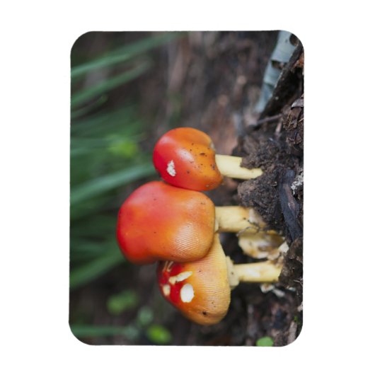 Amanita Magnet (Vertikal)