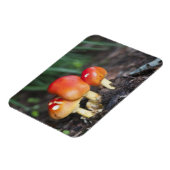 Amanita Magnet (Linke Seite)