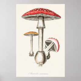 Amanita Muscaria Mushroom Illustration ( Poster