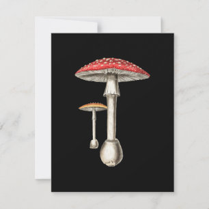 Amanita Muscaria Pilz Botanische Natur Fungi