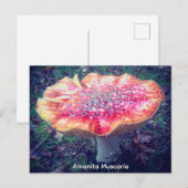 Amanita Muscaria Postkarte (Vorne/Hinten)