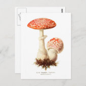 Amanita muscaria postkarte (Vorne/Hinten)