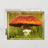 Amanita muscaria postkarte (Vorne/Hinten)