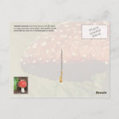 Amanita muscaria postkarte (Rückseite)