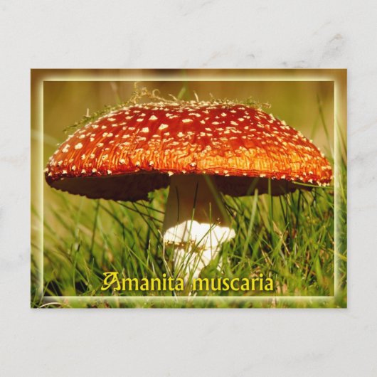 Amanita muscaria postkarte (Vorderseite)