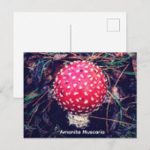 Amanita Muscaria Postkarte (Vorne/Hinten)