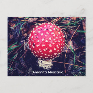 Amanita Muscaria Postkarte