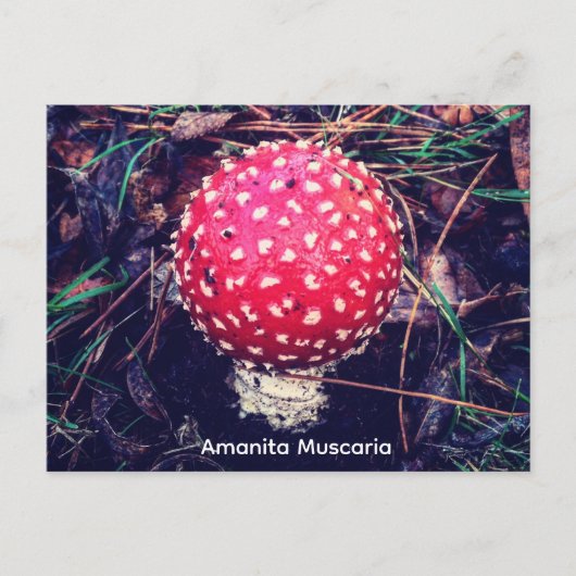 Amanita Muscaria Postkarte (Vorderseite)