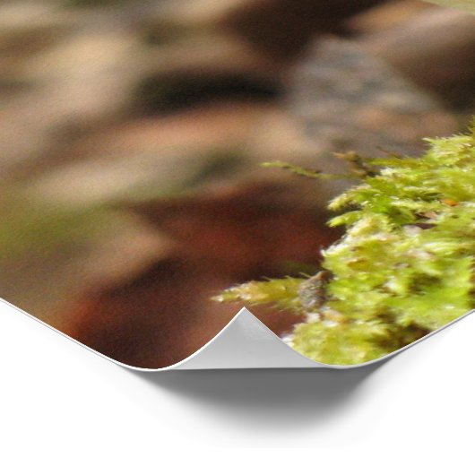 Amanita Mushroom Poster (Ecke)