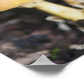 Amanita Poster (Ecke)