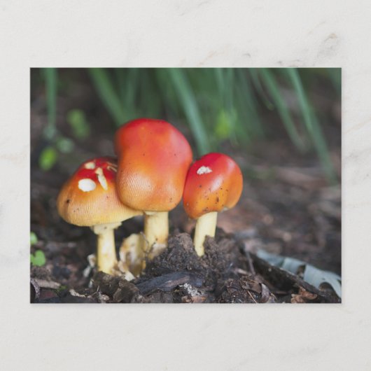 Amanita Postkarte (Vorderseite)