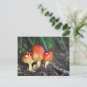 Amanita Postkarte (Stehend Vorderseite)