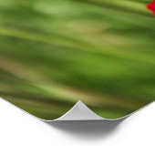 Amapolas Poster (Ecke)