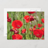 Amapolas Postkarte (Vorne/Hinten)