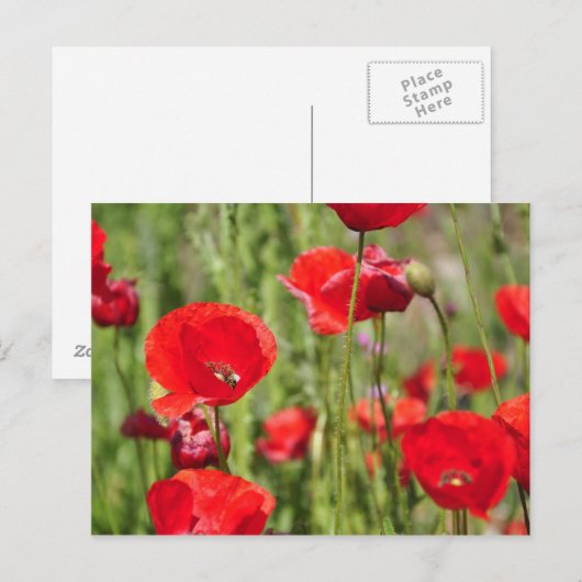 Amapolas Postkarte (Vorne/Hinten)