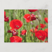 Amapolas Postkarte (Vorderseite)