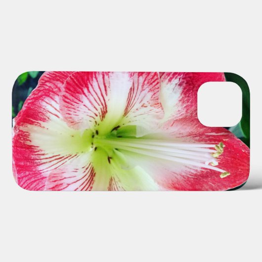 Amarilis pinkfarbene weiße Blume Case-Mate iPhone Hülle (Rückseite (Horizontal))