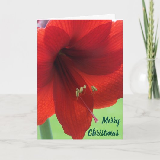 Amarylis Frohe Weihnachtskarten mit Blumen Feiertagskarte (Vorderseite)