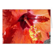 Amarylis Greeting Card (Vorderseite (Horizontal))