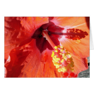 Amarylis Greeting Card