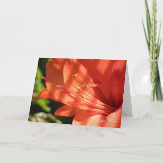 Amaryllis 01 Card Karte (Vorderseite)