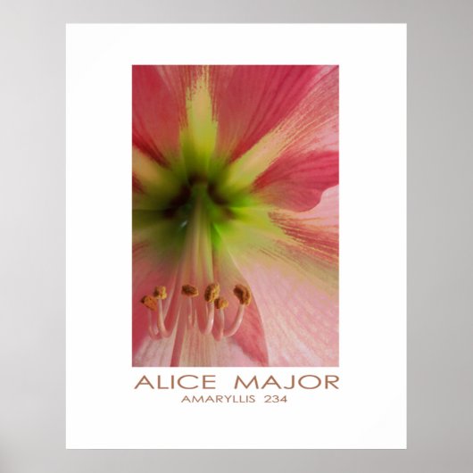 Amaryllis 234 poster (Vorne)