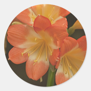 Amaryllis 2 runder aufkleber