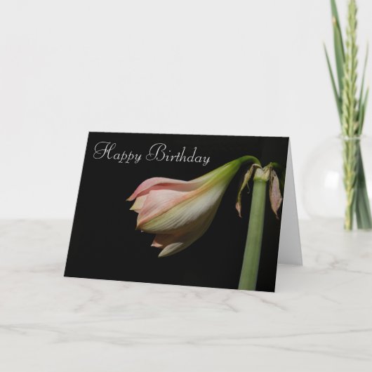 Amaryllis 53 B'Day ~ card Karte (Vorderseite)
