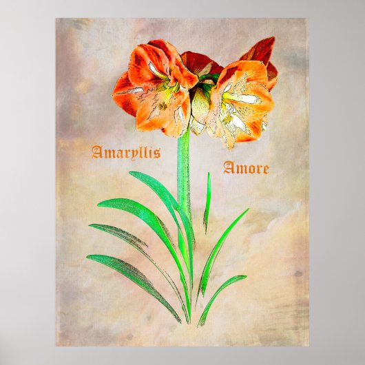 Amaryllis Amore Poster (Vorne)