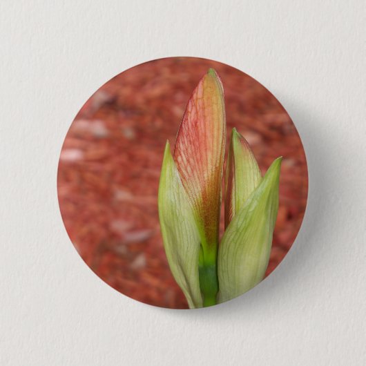 Amaryllis Apfelblüte Blume Button (Vorderseite)