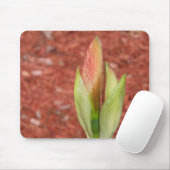Amaryllis Apfelblüte Blume Mousepad (Mit Mouse)