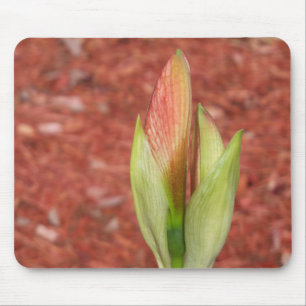 Amaryllis Apfelblüte Blume Mousepad