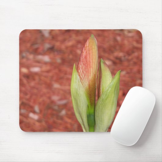 Amaryllis Apfelblüte Blume Mousepad (Mit Mouse)