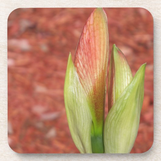 Amaryllis Apfelblüte Blume Untersetzer (Vorderseite)