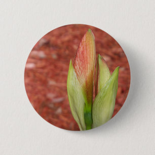 Amaryllis Apfelblütenknospe Button