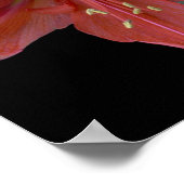 Amaryllis auf schwarz poster (Ecke)