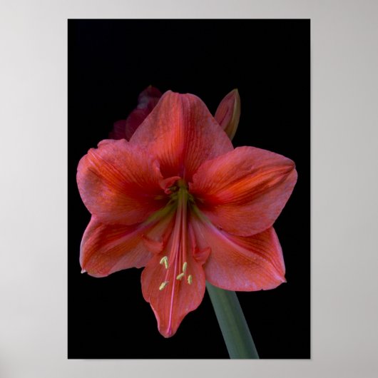 Amaryllis auf schwarz poster (Vorne)