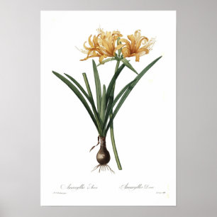 Amaryllis aurea poster