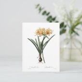 Amaryllis aurea postkarte (Stehend Vorderseite)