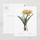 Amaryllis aurea postkarte (Vorne/Hinten)