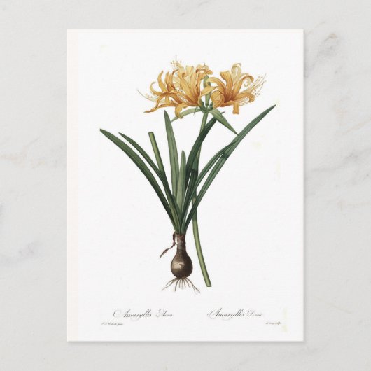 Amaryllis aurea postkarte (Vorderseite)