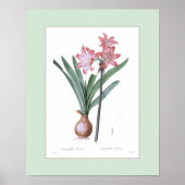 Amaryllis belladonna, benutzerdefinierte Grenze Poster (Vorne)