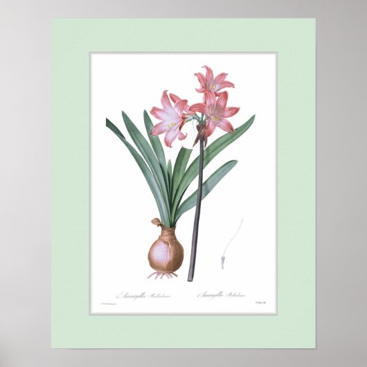 Amaryllis belladonna, benutzerdefinierte Grenze Poster (Vorne)