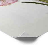 Amaryllis belladonna poster (Ecke)