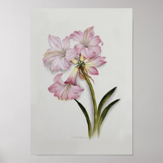 Amaryllis belladonna poster (Vorne)
