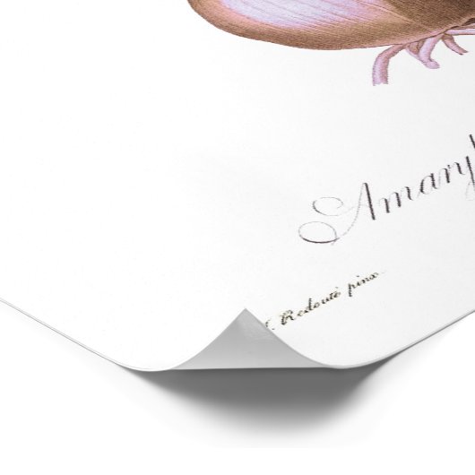 Amaryllis belladonna poster (Ecke)