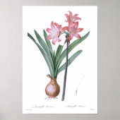 Amaryllis belladonna poster (Vorne)