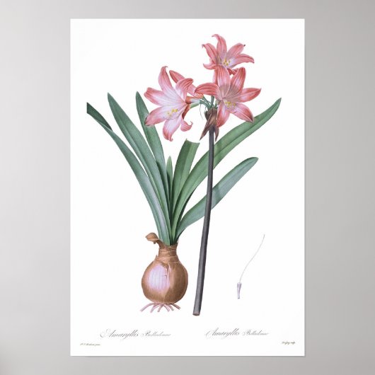 Amaryllis belladonna poster (Vorne)