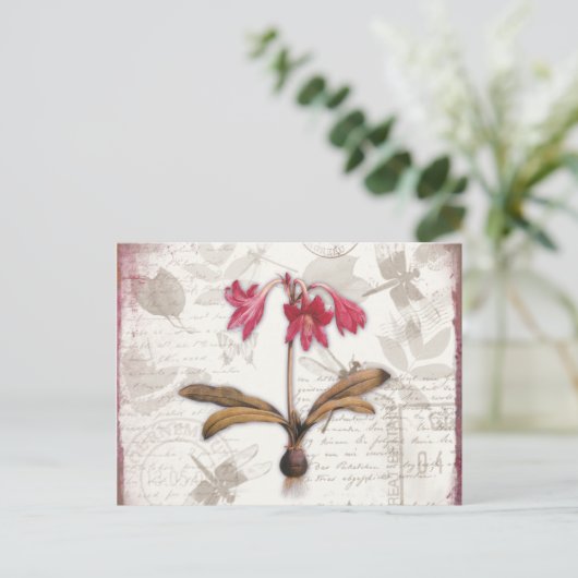 Amaryllis Belladonna Postkarte (Stehend Vorderseite)
